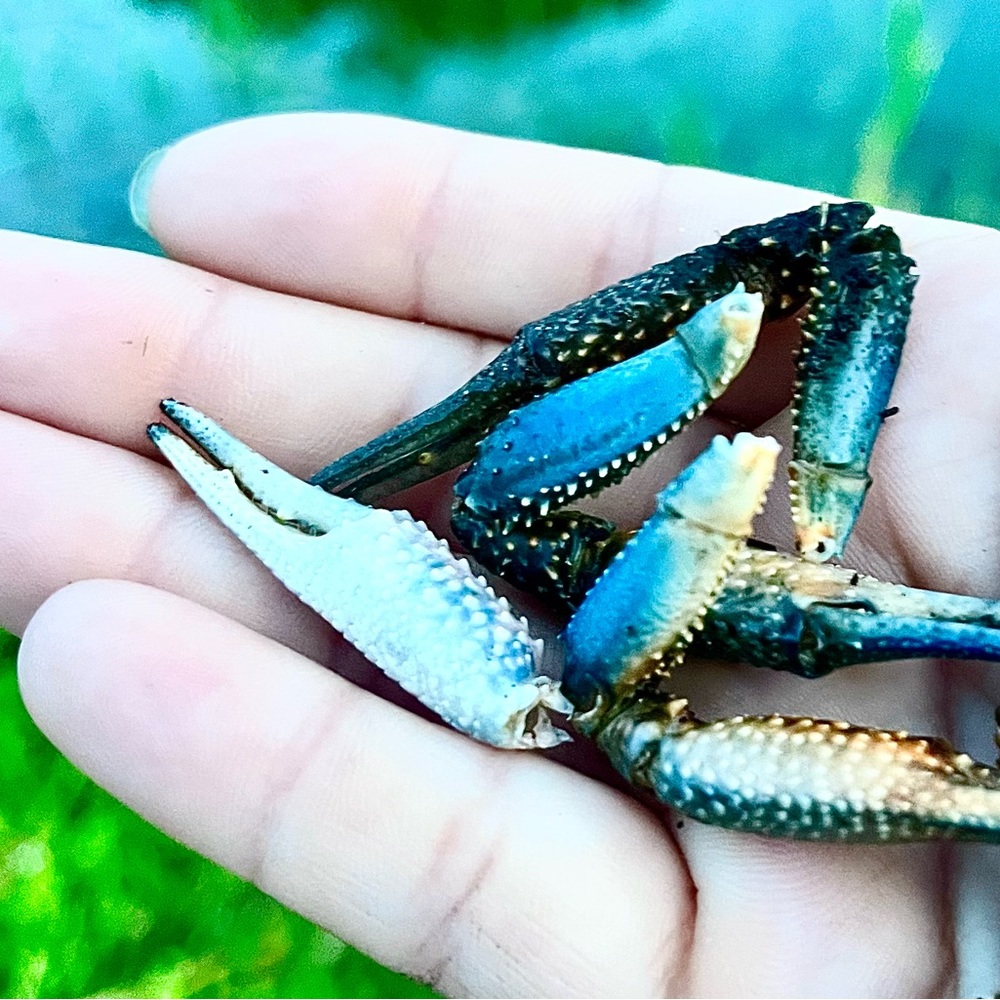 Crawfish Claws Coastal Crafting Supplies Nautical Cajun Home Decor x20 claws